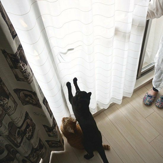 Lotti-ロッティ- 】 猫ちゃんの爪が引っかかりにくい！UVカット・遮像